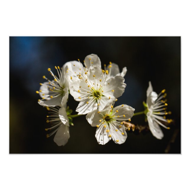 white Blossoms Photo Enlargement (Front)