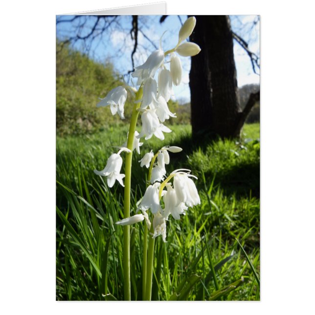 White Bluebells Blank Note Card (Front)