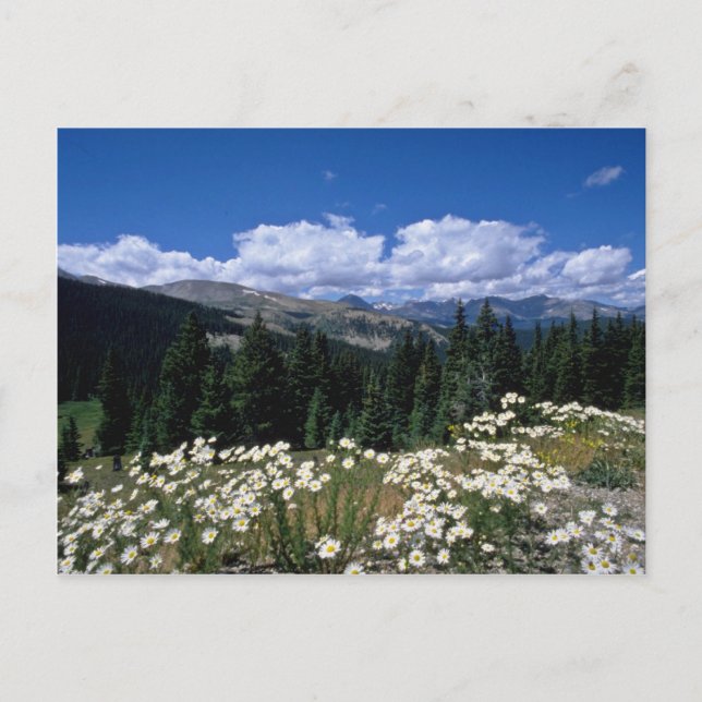white Boreas Pass, Breckenridge flowers Postcard (Front)