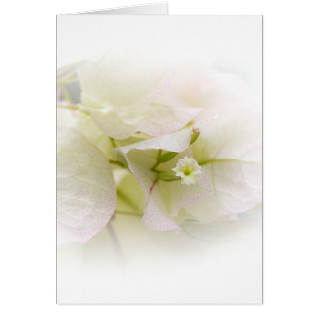 White Bougainvillea Blank Card (Front)