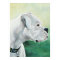 White Boxer Dog Art Print