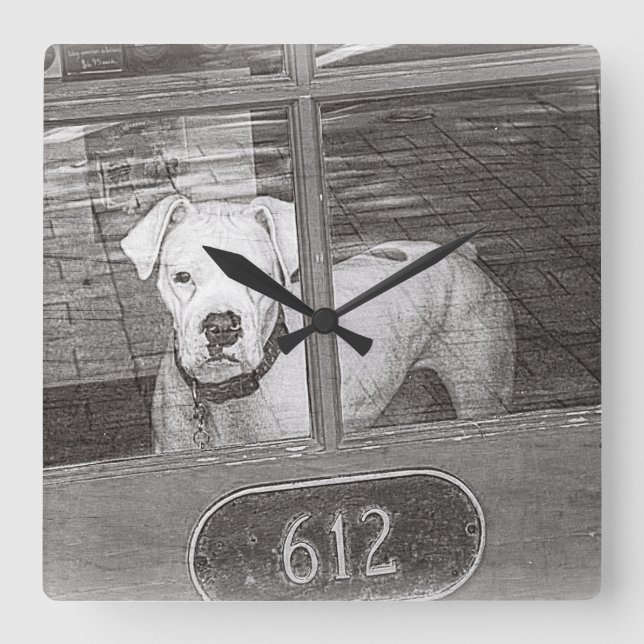 White Boxer Dog Behind Door, Black and White Square Wall Clock (Front)