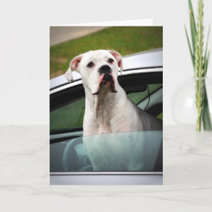 White Boxer in a Car Card