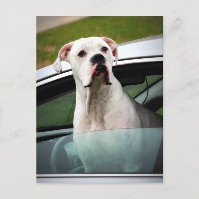 White Boxer in a Car Postcard (Front)