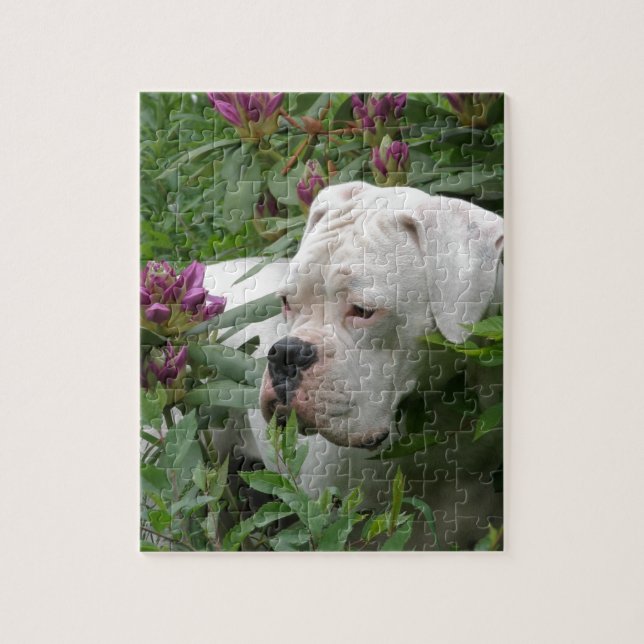 White Boxer in Pink Rhodies Jigsaw Puzzle (Vertical)