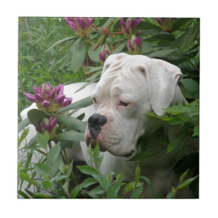White Boxer in Pink Rhodies Tile
