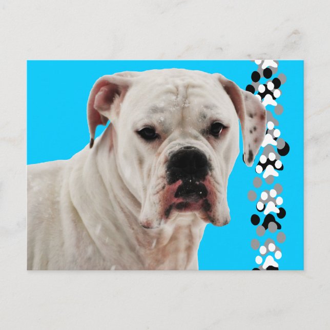 White Boxer Photo Postcard (Front)