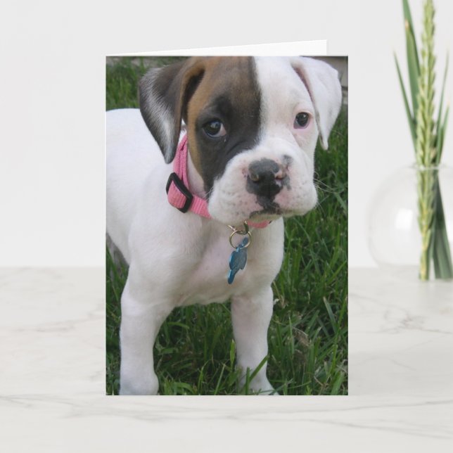 White Boxer Puppy Card (Front)