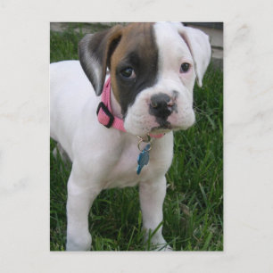 White Boxer Puppy Postcard