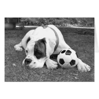 White Boxer Soccer