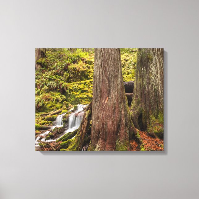 White Branch Falls, Oregon Cascades, Oregon Canvas Print (Front)