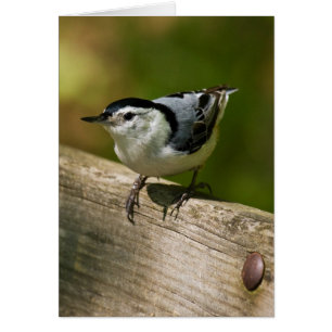 White-Breasted Nuthatch
