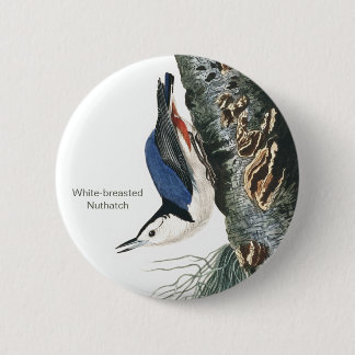 White-breasted Nuthatch, Audubon Bird Fashion 2 Inch Round Button