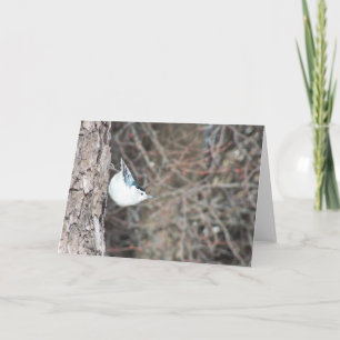 White-breasted Nuthatch Card