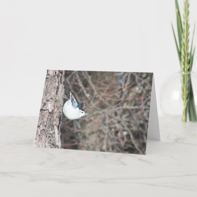 White-breasted Nuthatch Card (Front)