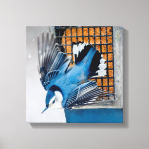 White-Breasted Nuthatch in Snow - Original Photo Canvas Print