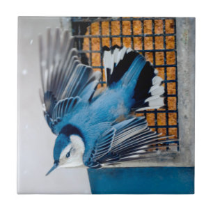 White-Breasted Nuthatch in Snow - Original Photo Tile
