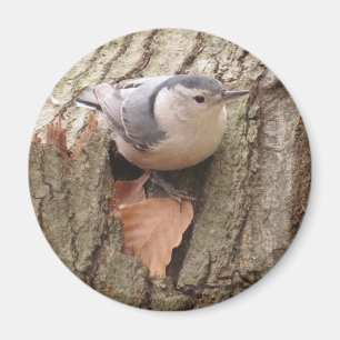 White-breasted Nuthatch Magnet