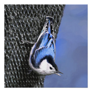 White-Breasted Nuthatch Painting Original Bird Art Poster