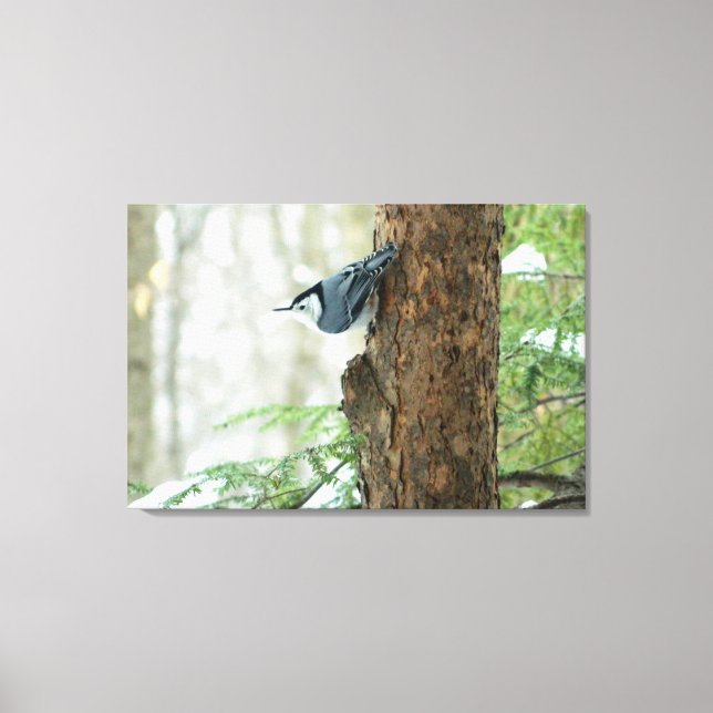 White Breasted Nuthatch Stretched Canvas Print (Front)
