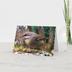 White Browed Scrub Wren. Australian bird. Card