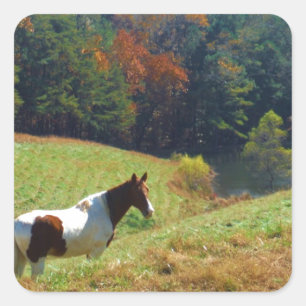 White & Brown horse, Autumn pond Square Sticker