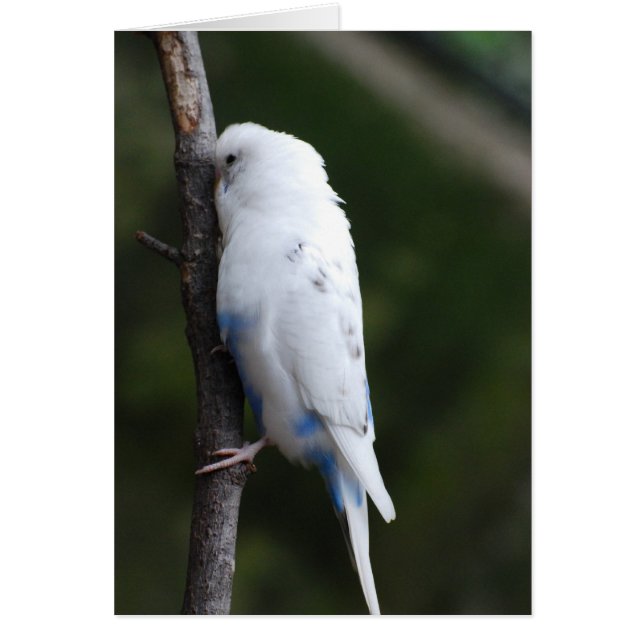 white budgie hugging tree (Front)