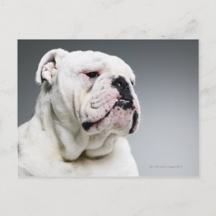 White Bull dog Postcard