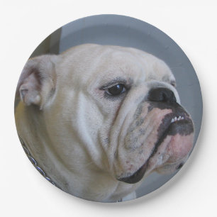 white Bulldog Paper Plate