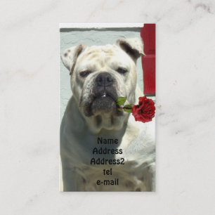 White bulldog with rose business card