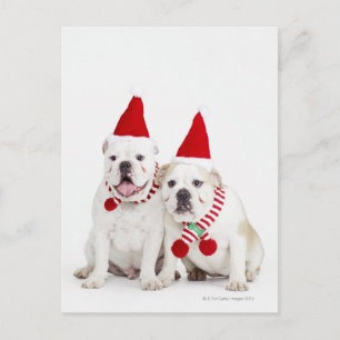 White bulldogs postcard