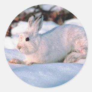 White Bunny Classic Round Sticker