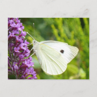 White Butterfly 1 Postcard