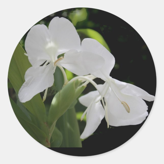 White Butterfly Ginger Classic Round Sticker (Front)