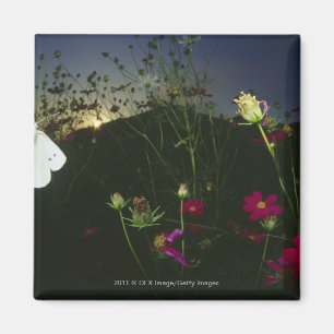 White Butterfly in flight at sunset Magnet