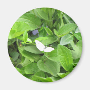 White Butterfly Magnet