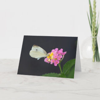 White Butterfly on Lantana - card