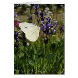 White butterfly on lavender blossoms