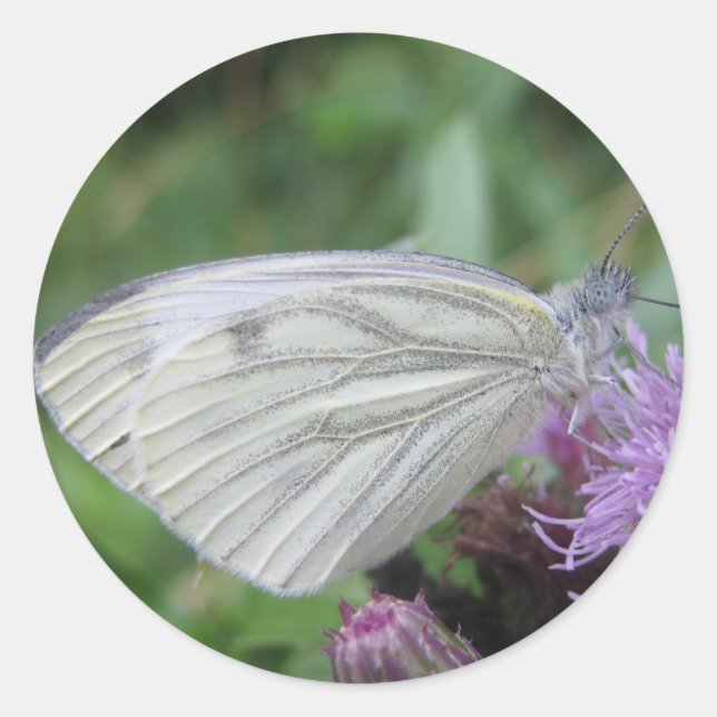 White butterfly sticker sheet (Front)