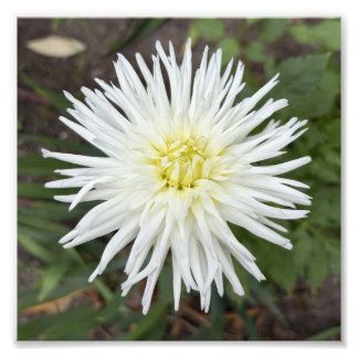 White Cactus Dahlia Botanical Flower Photo Print