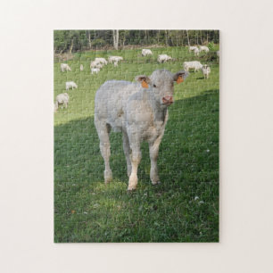 White calf in a field jigsaw puzzle
