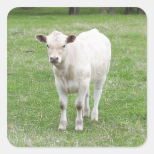 White Calf Square Stickers