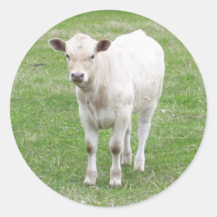 White Calf Stickers
