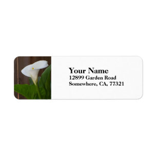 White Cali Lily