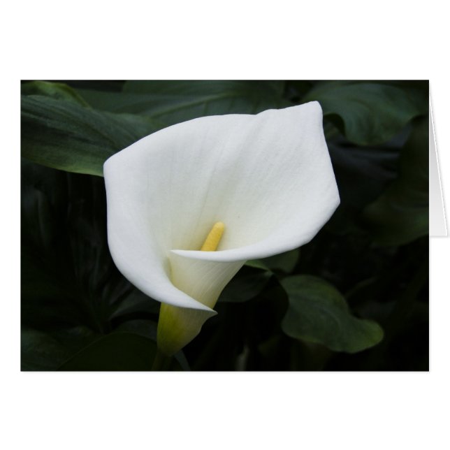 White Calla Lily (Front Horizontal)