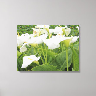 White Calla Lily   Canvas Print