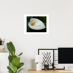 White Calla Lily Floral Photographic Poster