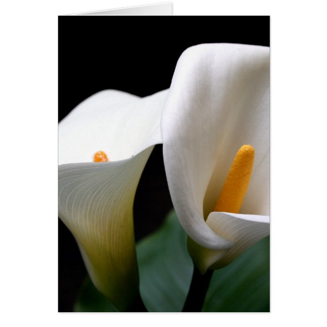 White Calla Lily Flower Greetign Card (Front)