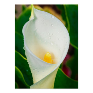 White Calla Lily Macro Botanical Photo Nature Art Poster
