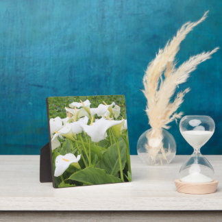 White Calla Lily   Plaque
